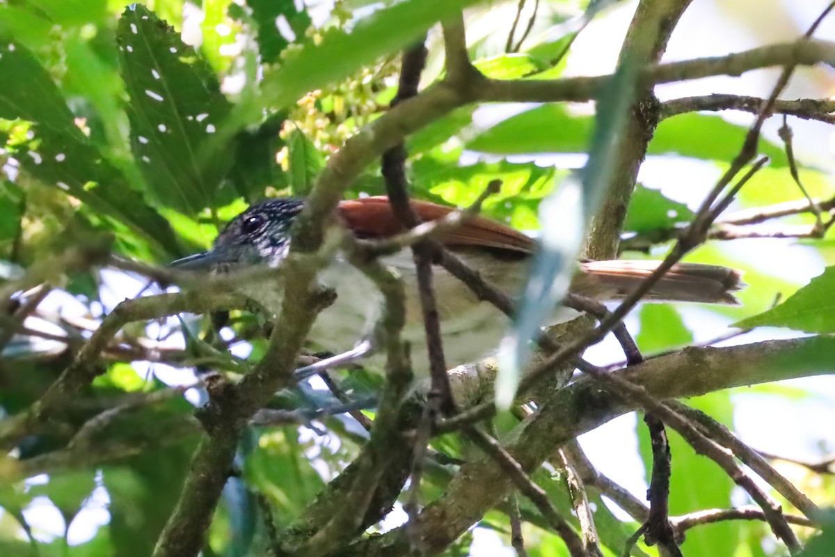 Rufous-backed Antvireo - ML612085464