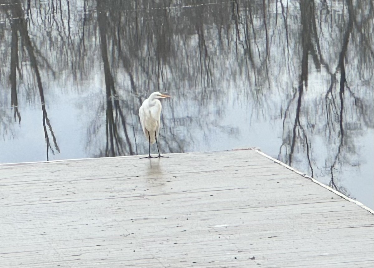 Great Egret - ML612085515