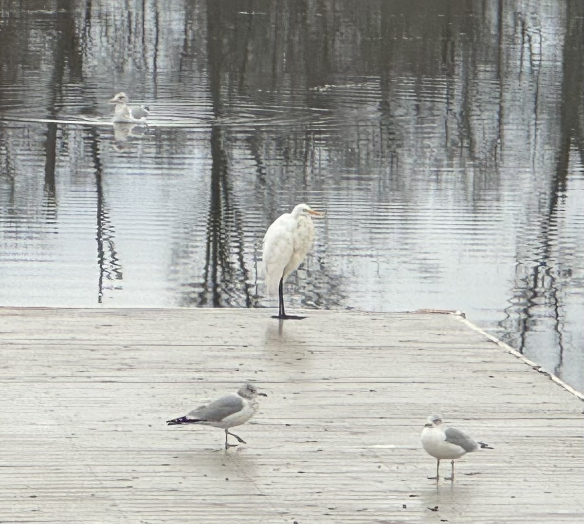 Great Egret - ML612085516