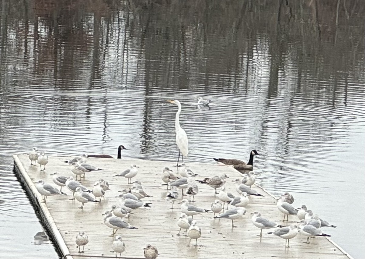 Great Egret - ML612085517