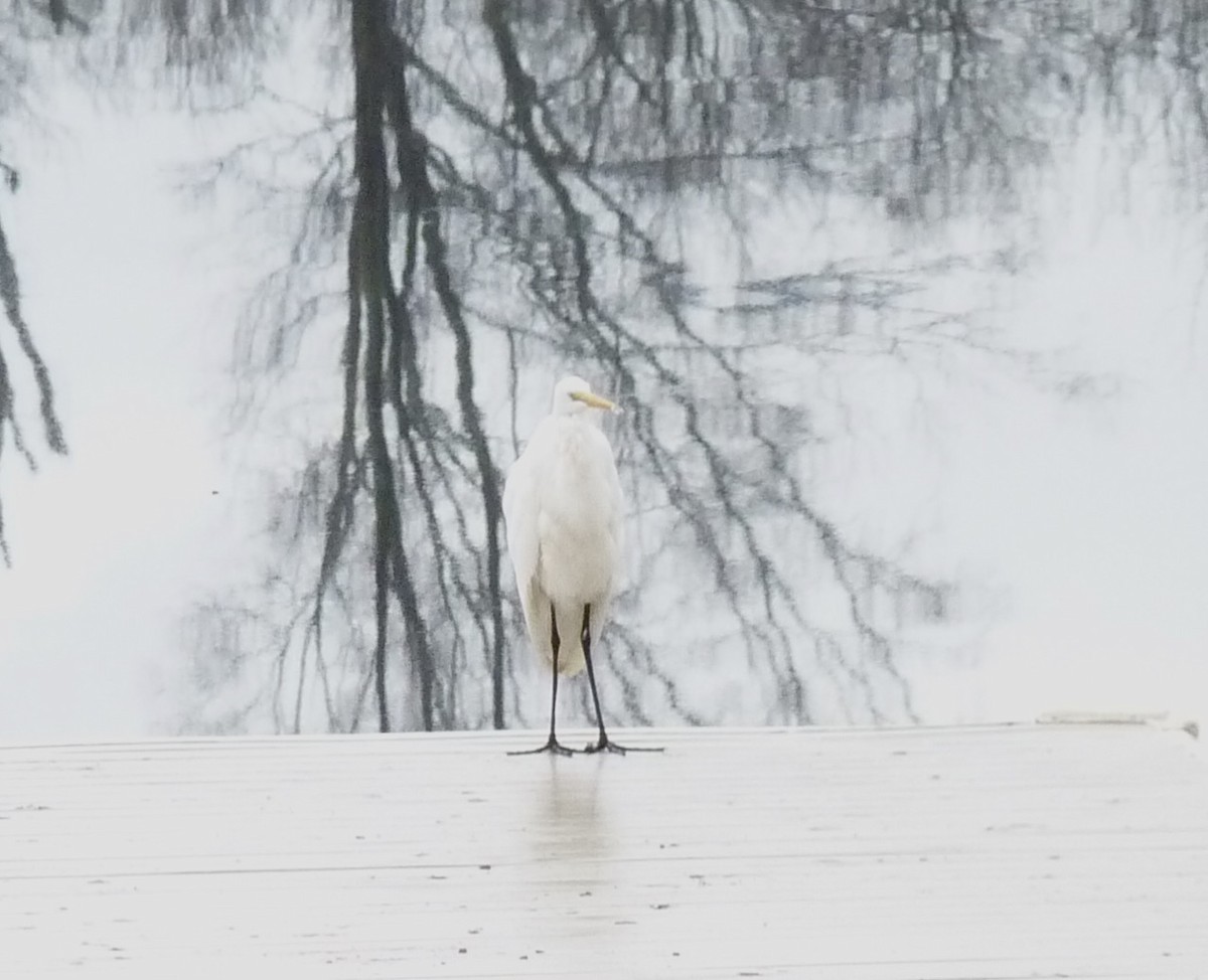 Great Egret - ML612085522