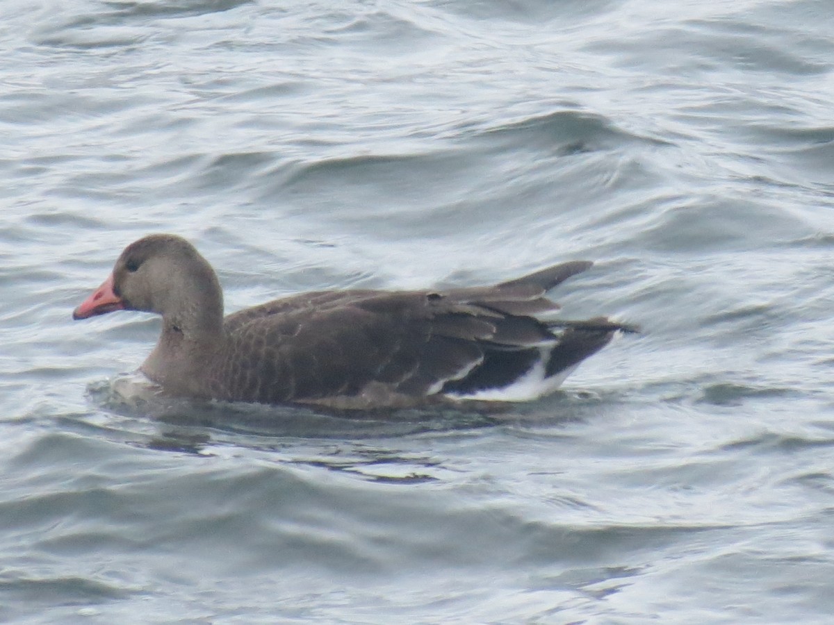 Greater White-fronted Goose - ML612085525