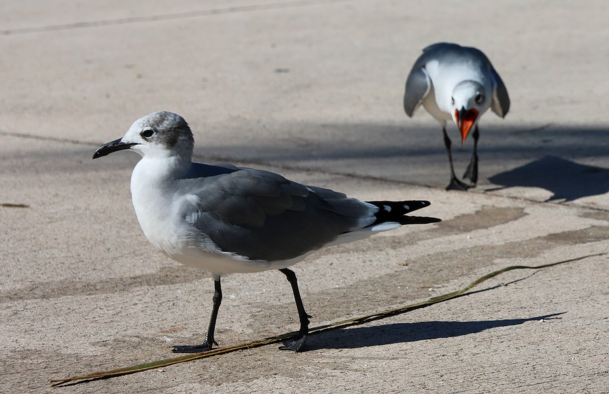 Mouette atricille - ML612085592