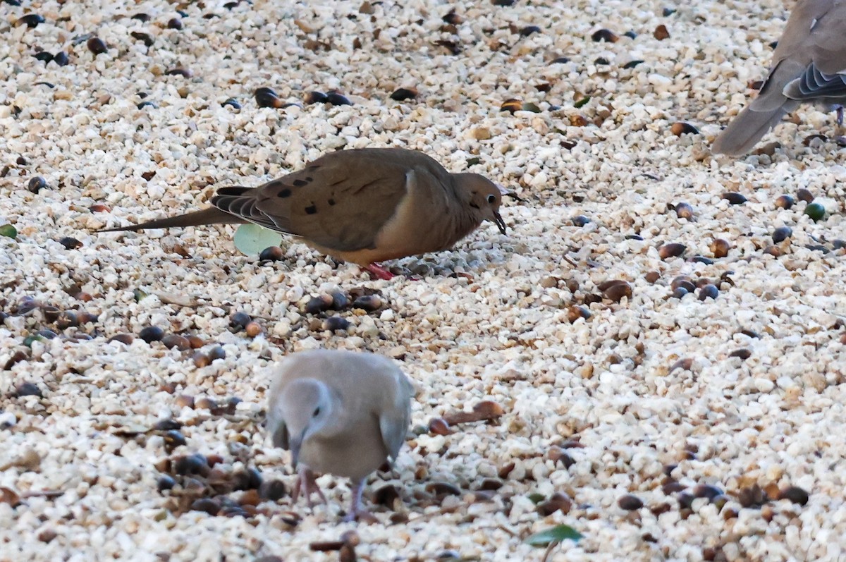 Mourning Dove - ML612085647