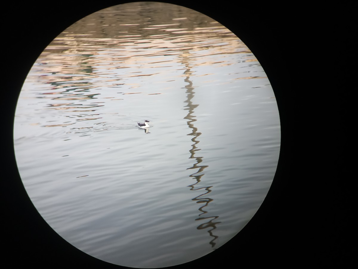 Razorbill - Adrián M.