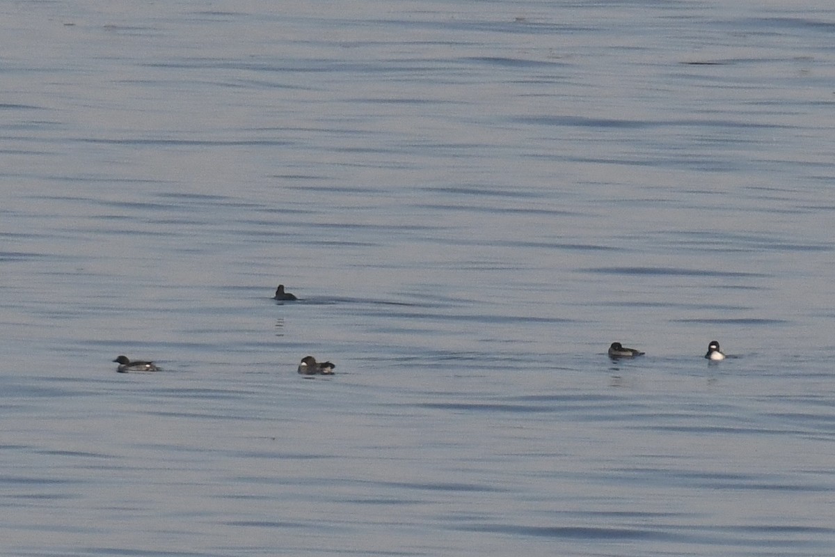 Common Goldeneye - ML612085708