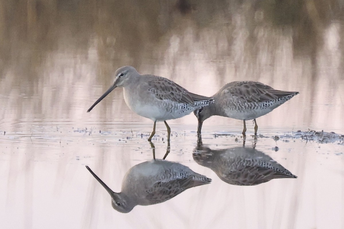 Long-billed Dowitcher - ML612085748