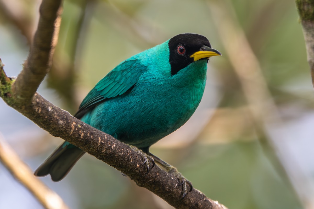 Mielerito Verde - ML612085765