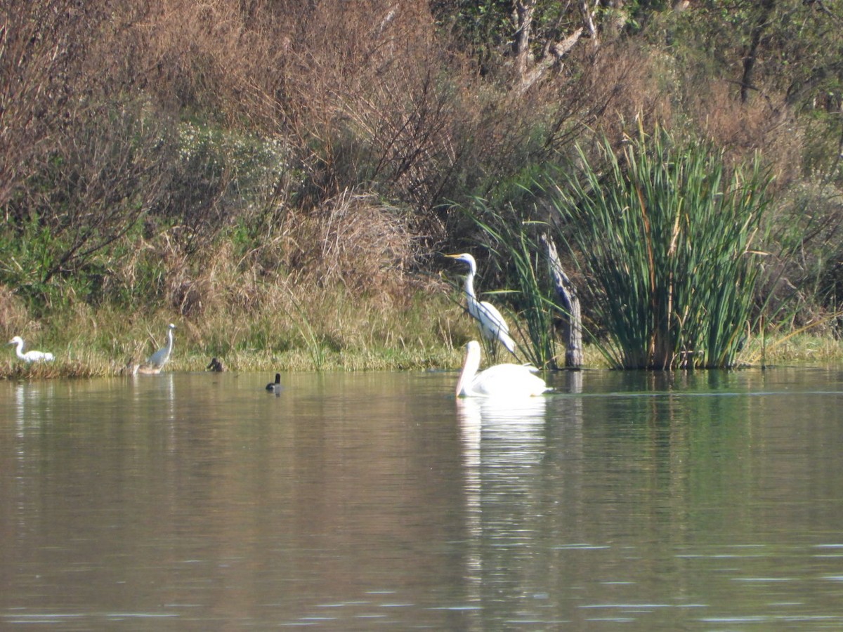 Great Egret - ML612085805