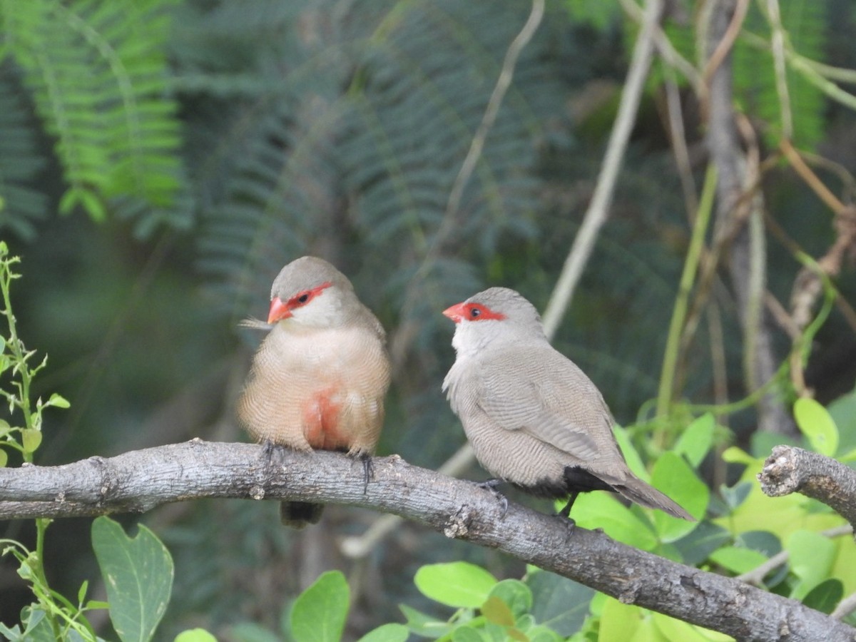 Common Waxbill - ML612085827