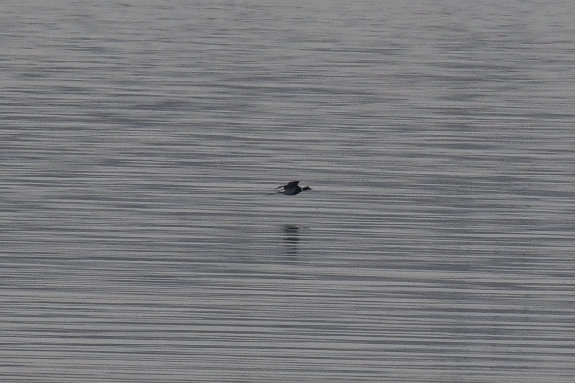 Long-tailed Duck - ML612085832