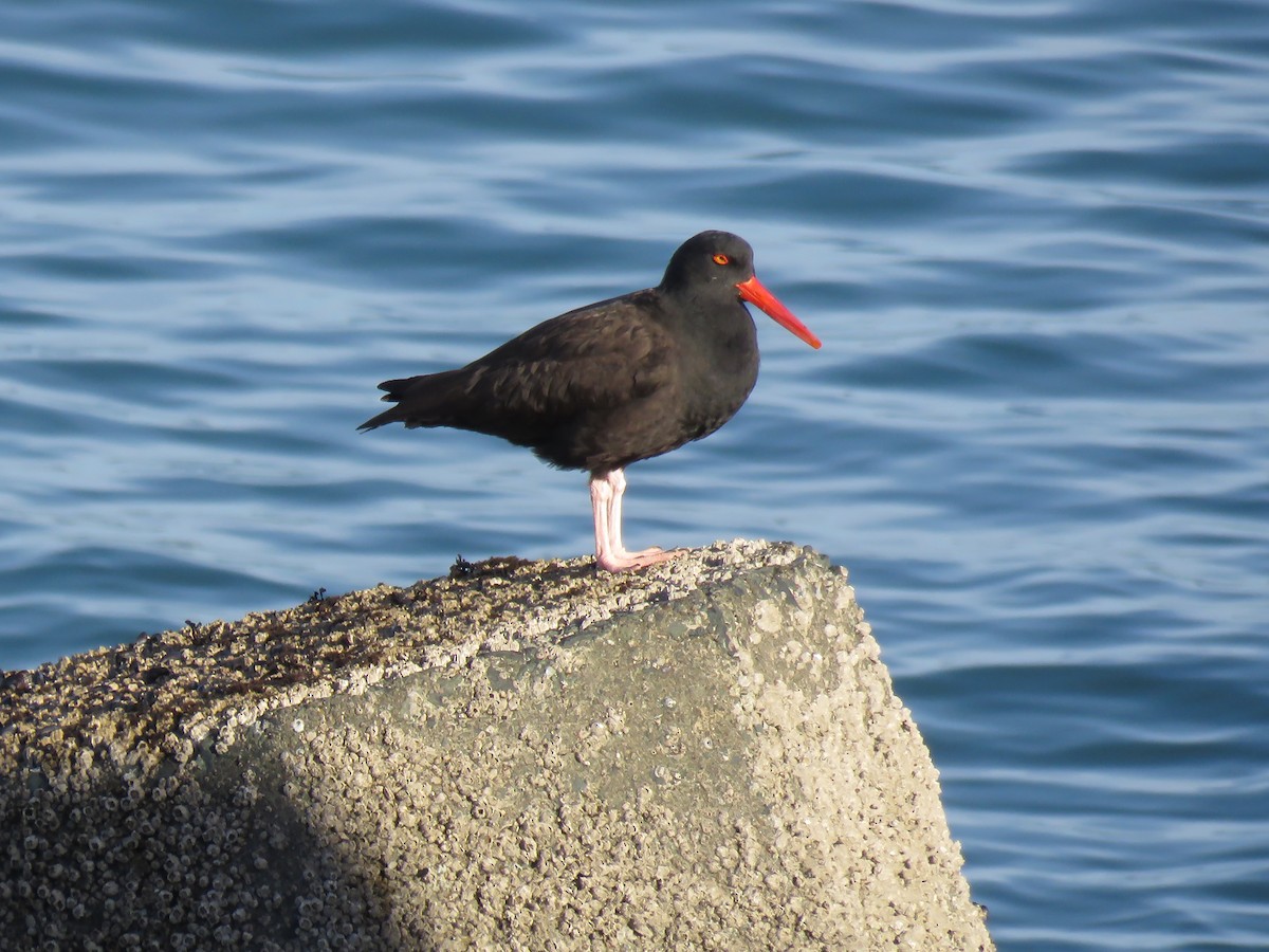 Black Oystercatcher - ML612085899