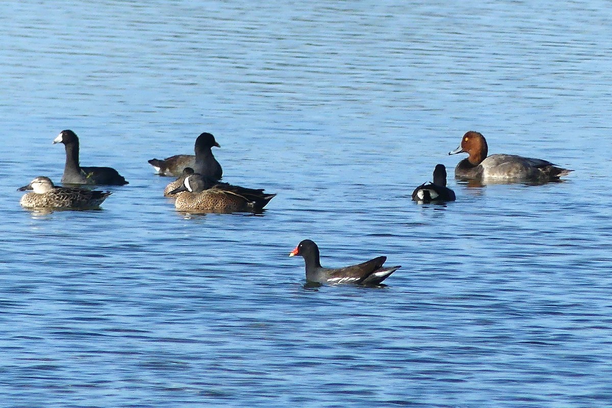 Sarcelle à ailes bleues - ML612085906