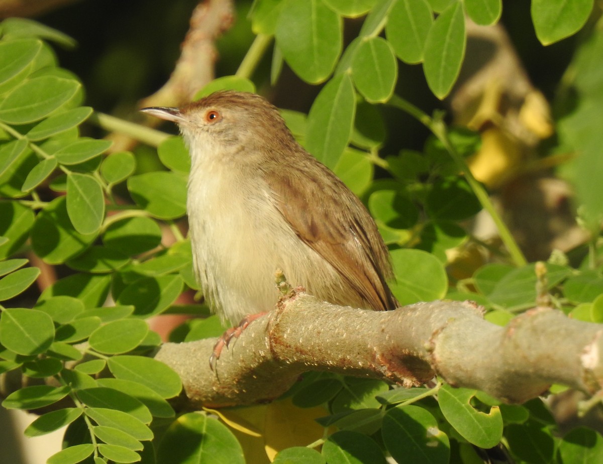 Graceful Prinia - Dr Mita Gala