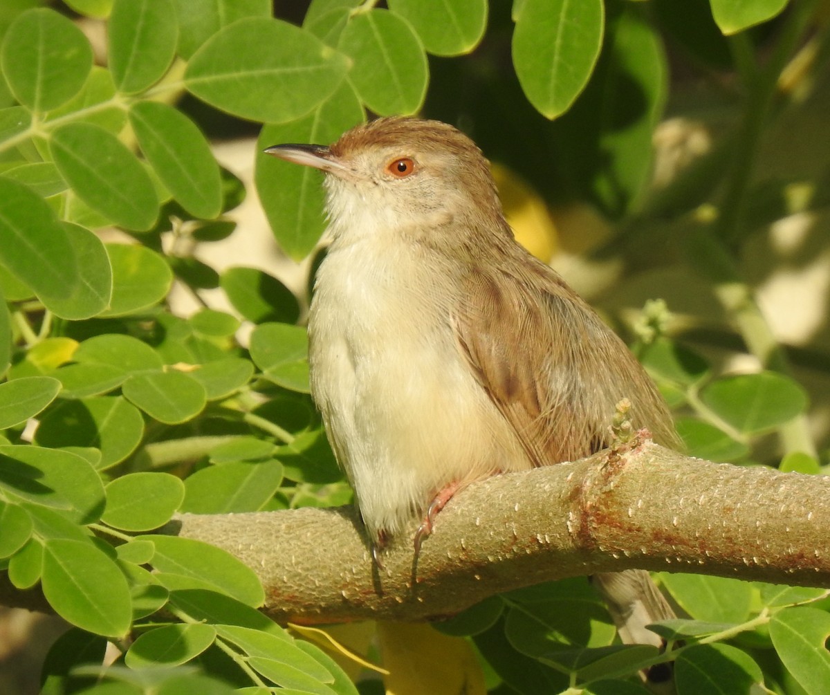 Graceful Prinia - Dr Mita Gala