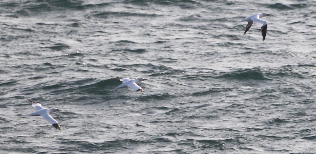 Northern Gannet - ML612086082