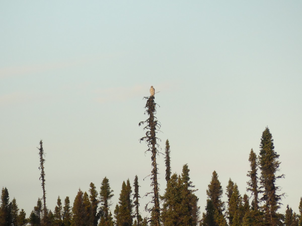 American Goshawk - ML612086126