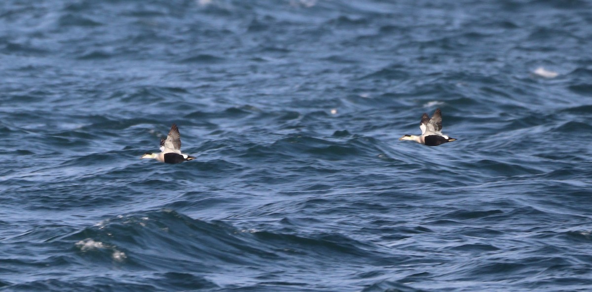 Common Eider - ML612086202