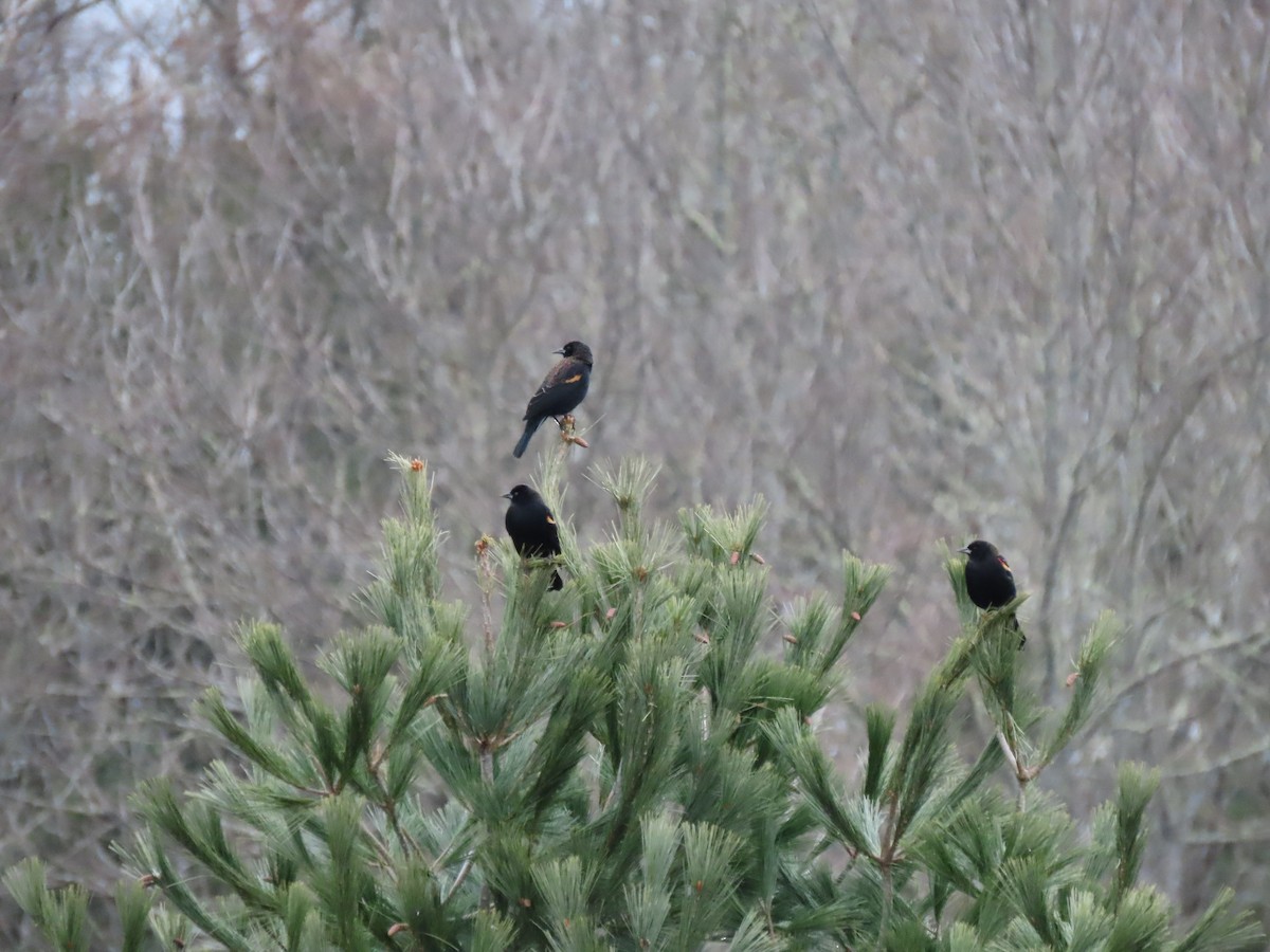 Red-winged Blackbird - ML612086219