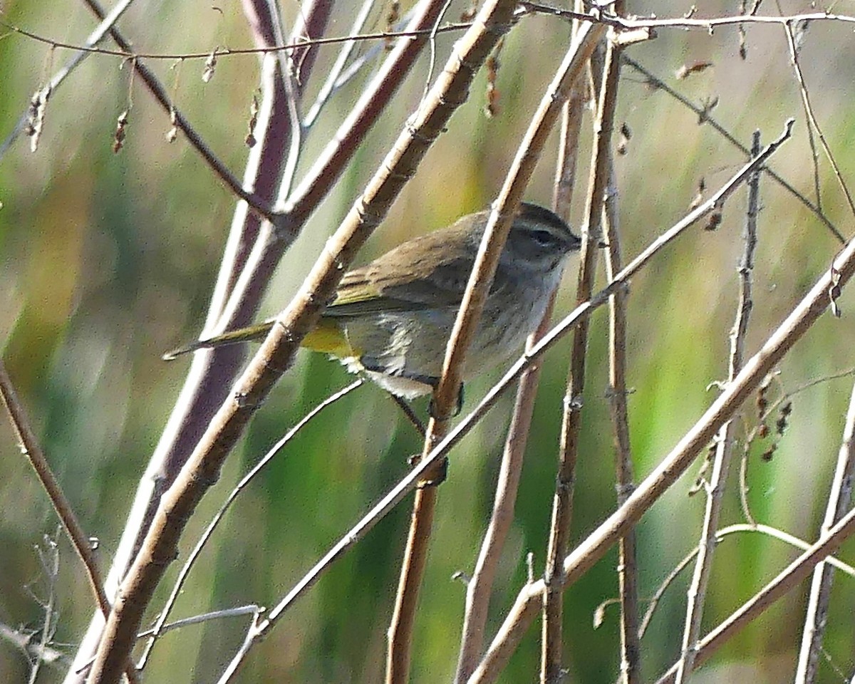 Palm Warbler - ML612086225