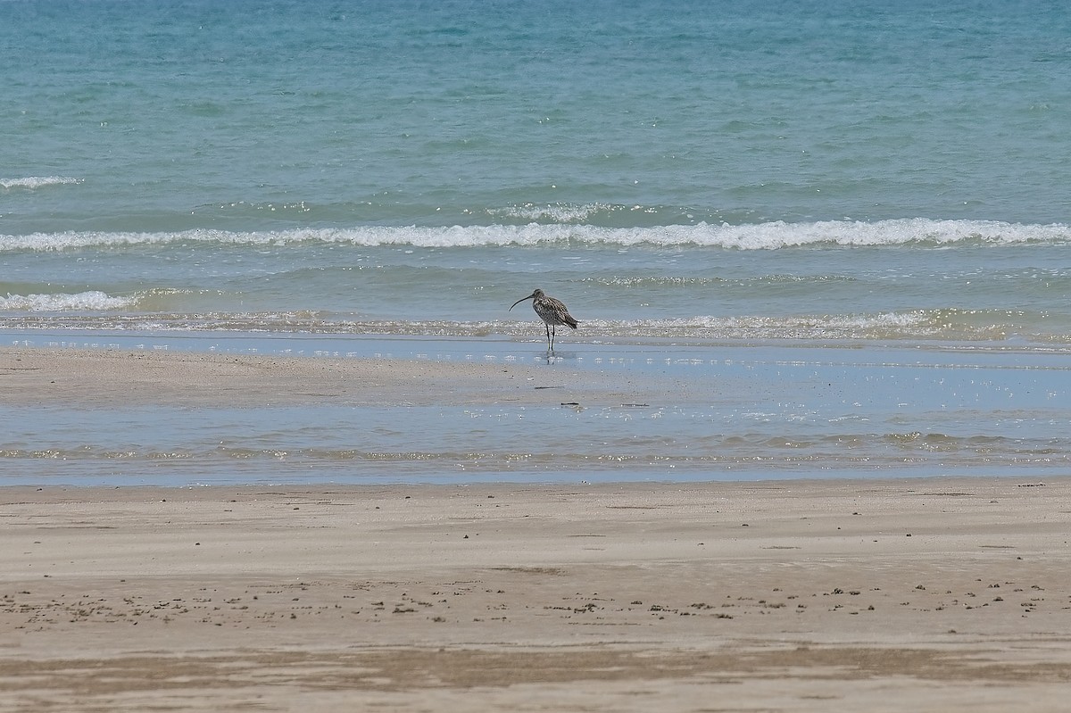 Far Eastern Curlew - Alex G.