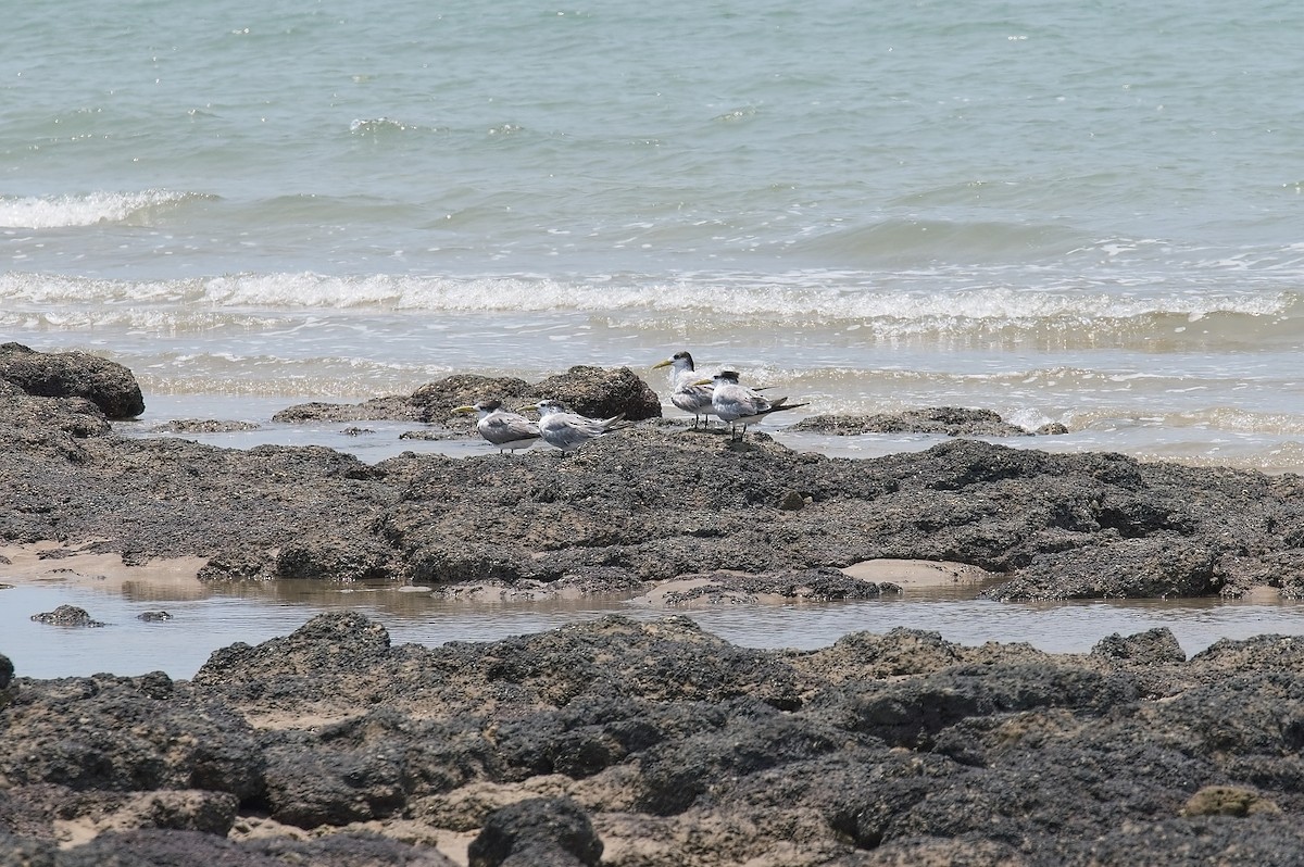 Great Crested Tern - Alex G.