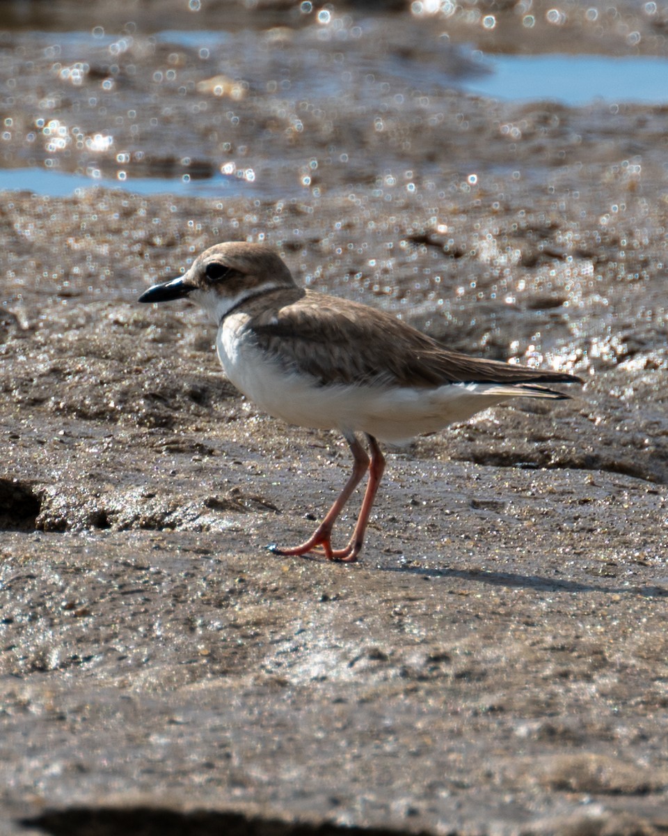 Collared Plover - ML612086311