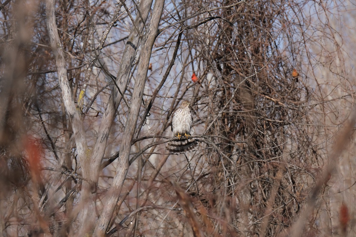 Cooper's Hawk - ML612086312