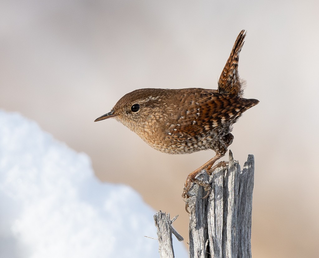 Winter Wren - Kevin Rutherford