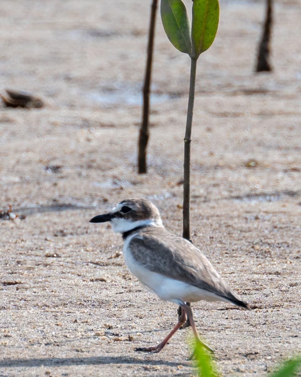 Collared Plover - ML612086363