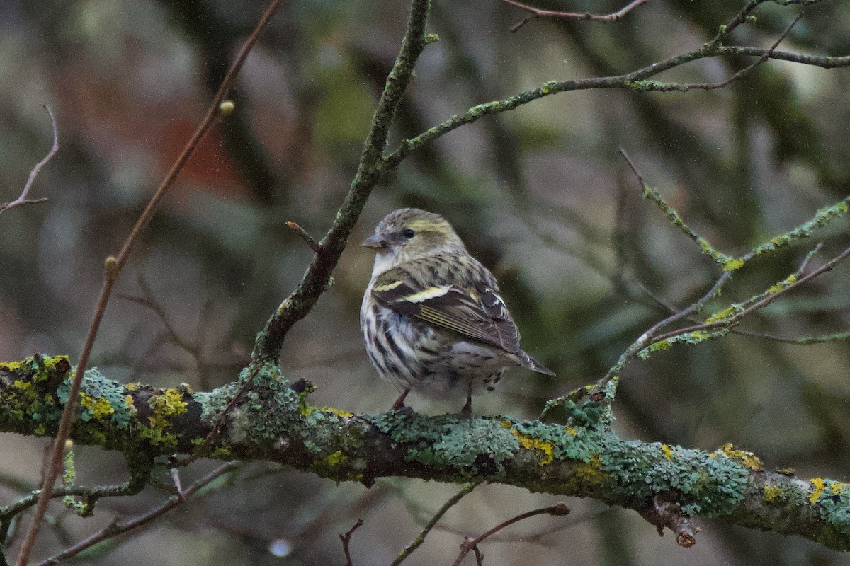 Eurasian Siskin - ML612086385