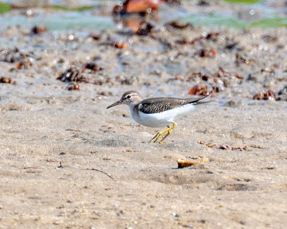 Spotted Sandpiper - ML612086392