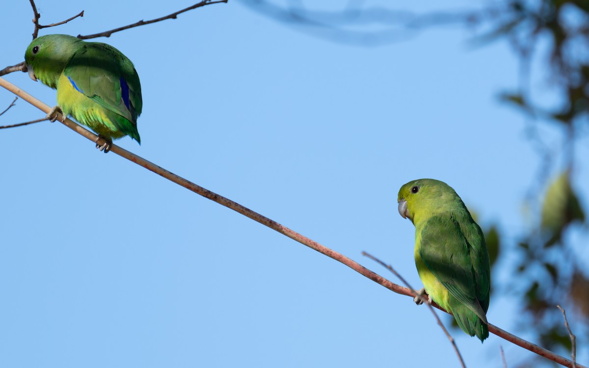 Cobalt-rumped Parrotlet - Victor Pássaro