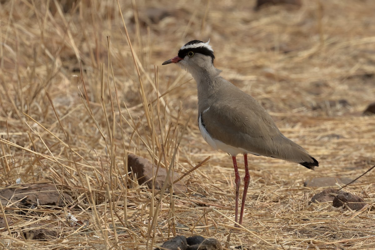 Crowned Lapwing - ML612086561