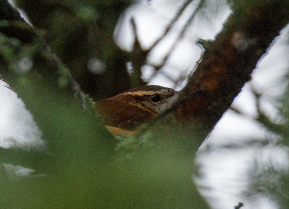 Carolina Wren - ML612086587