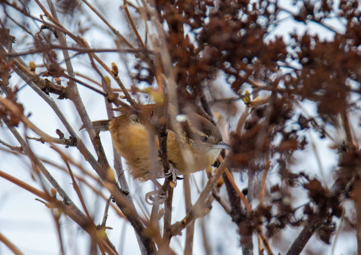 Carolina Wren - ML612086588