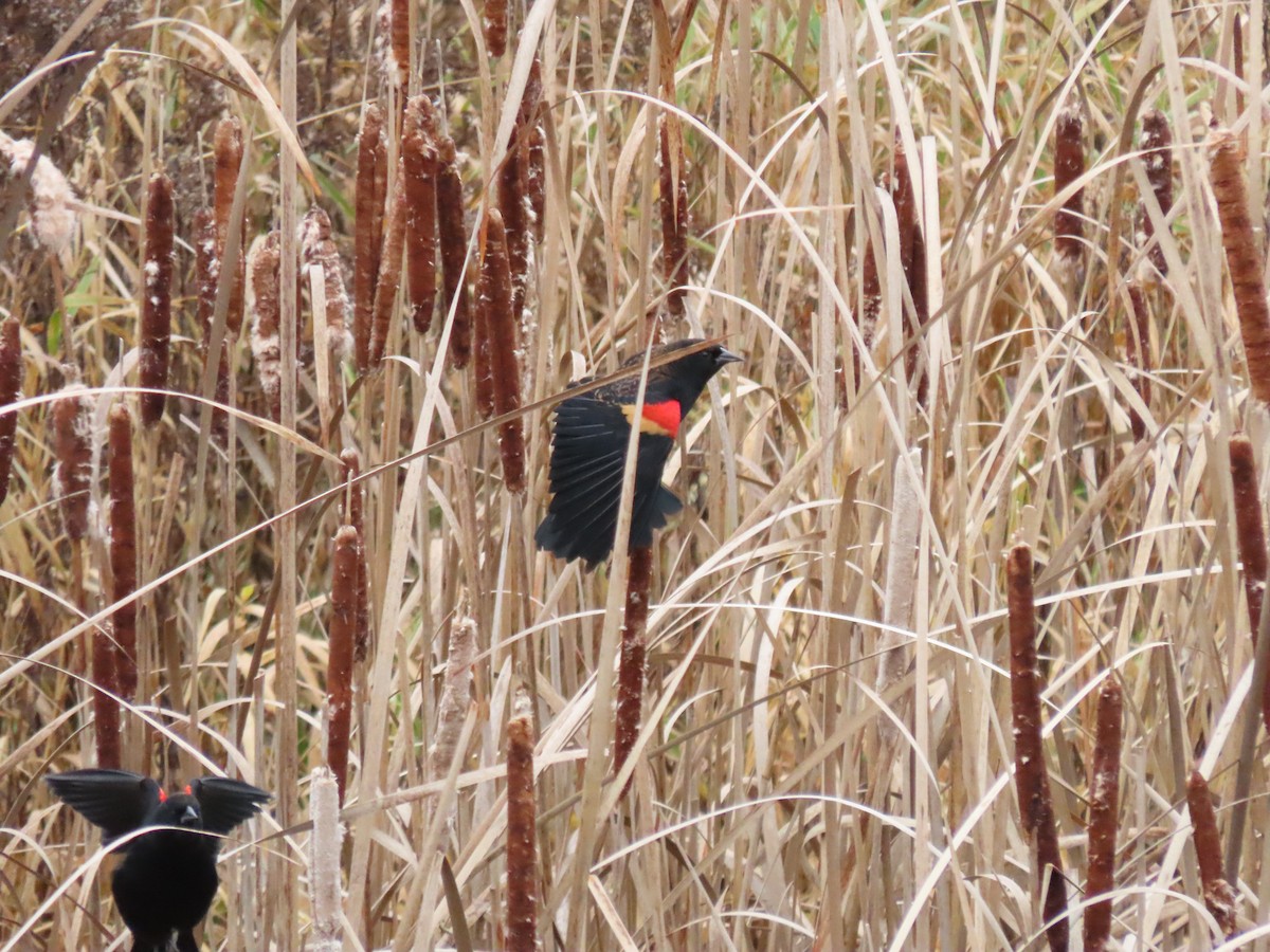 Red-winged Blackbird - ML612086593