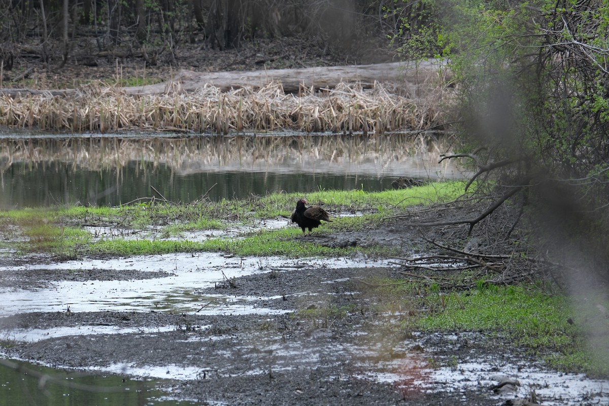 Turkey Vulture - ML612086607