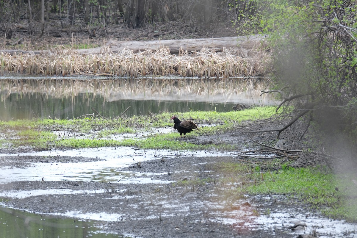 Turkey Vulture - ML612086609