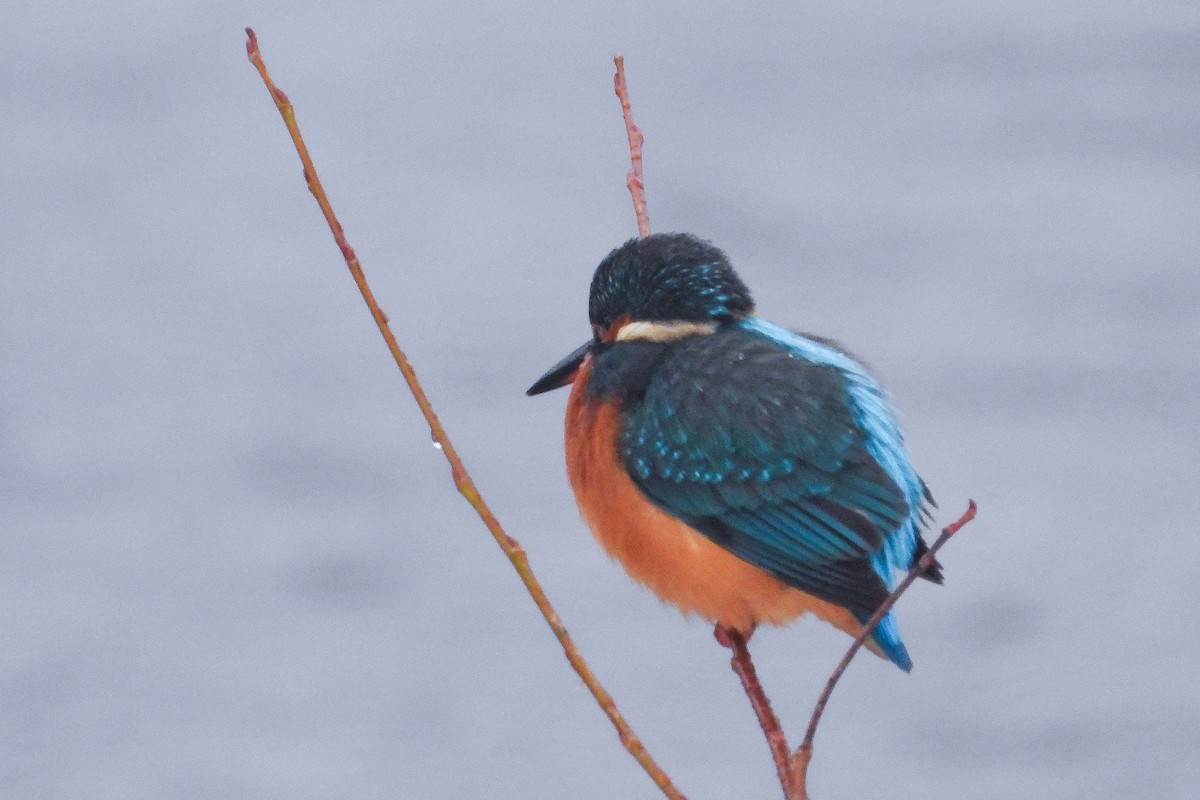 Common Kingfisher - ML612086622