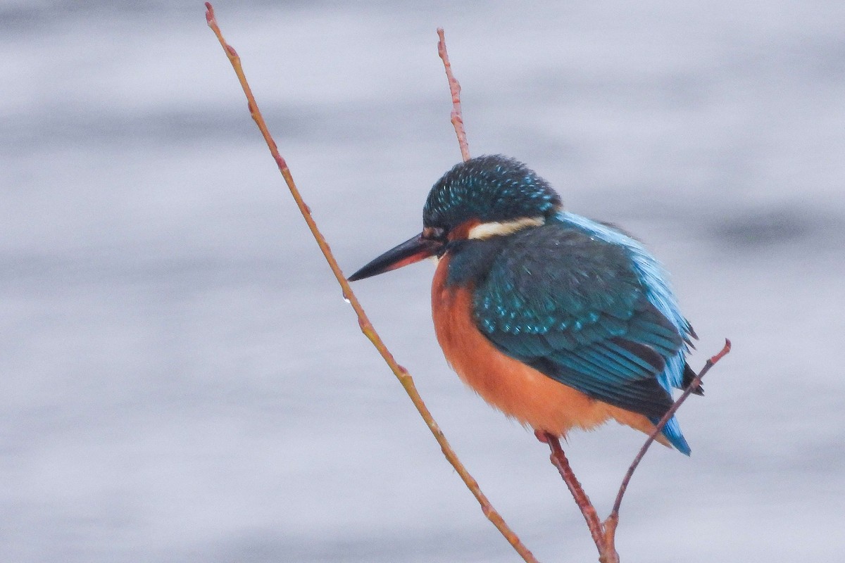 Common Kingfisher - ML612086623