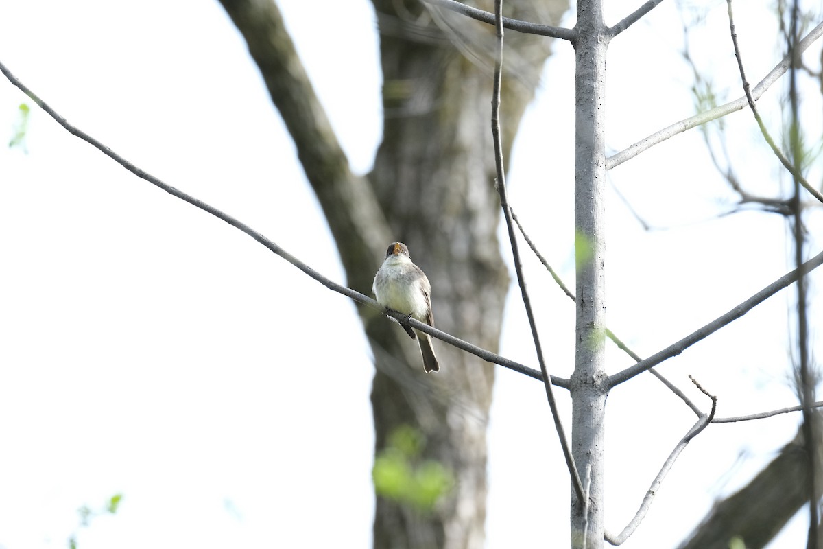 Eastern Phoebe - ML612086624