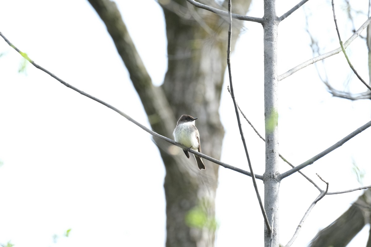 Eastern Phoebe - ML612086628