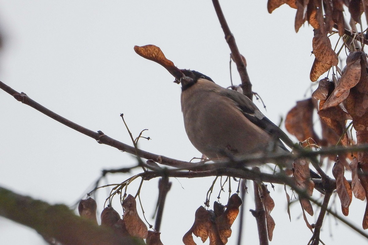 Eurasian Bullfinch - ML612086657