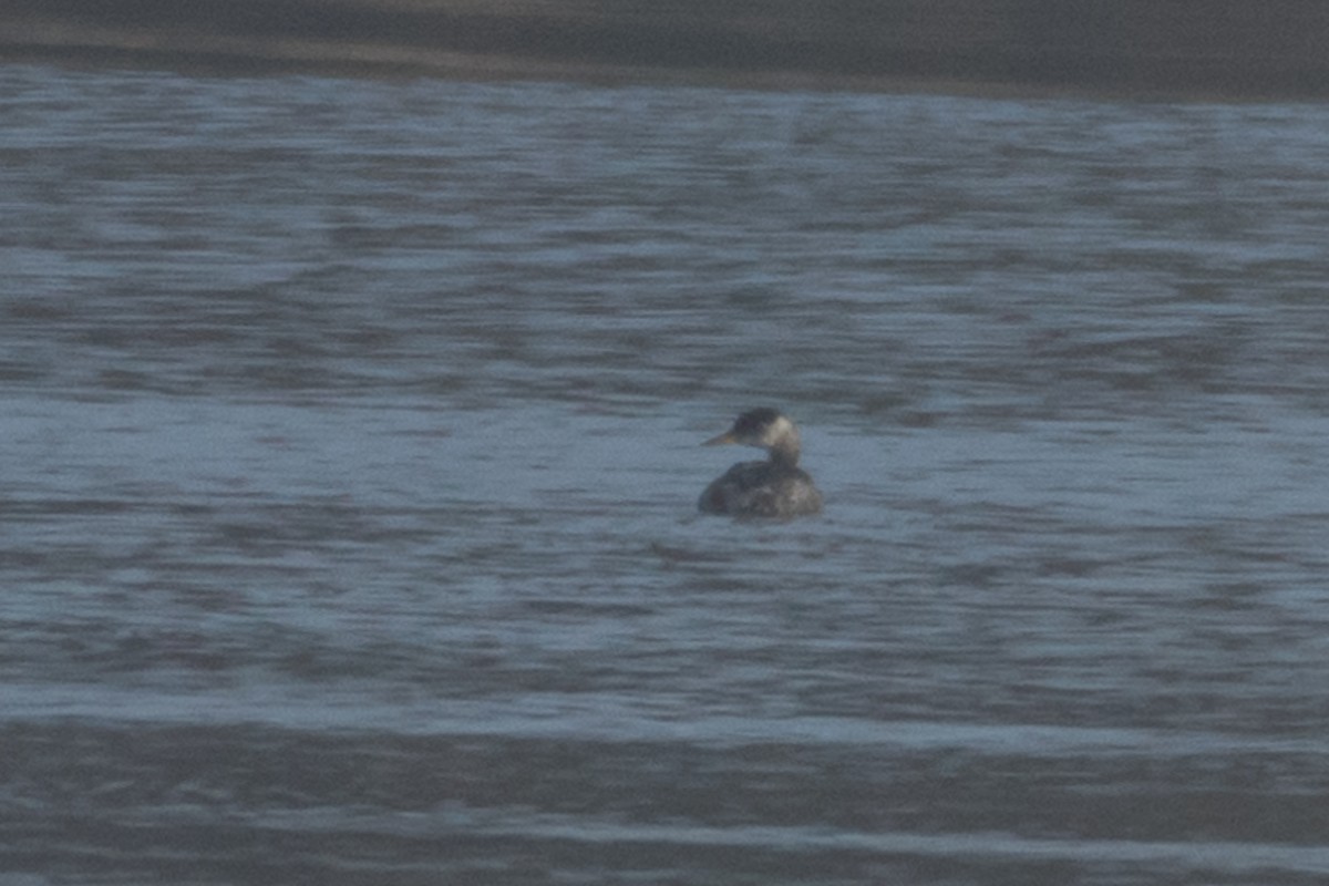 Red-necked Grebe - ML612086666