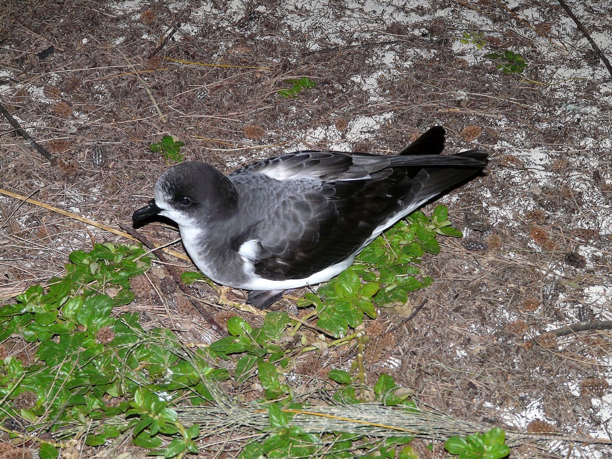 Petrel de las Bonin - ML612086741