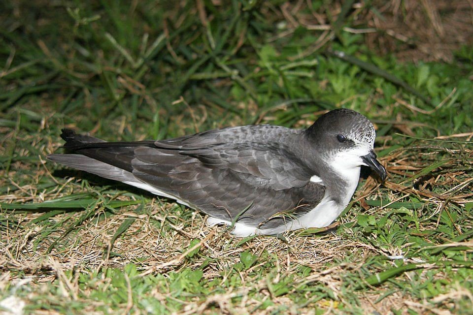 Petrel de las Bonin - ML612086742