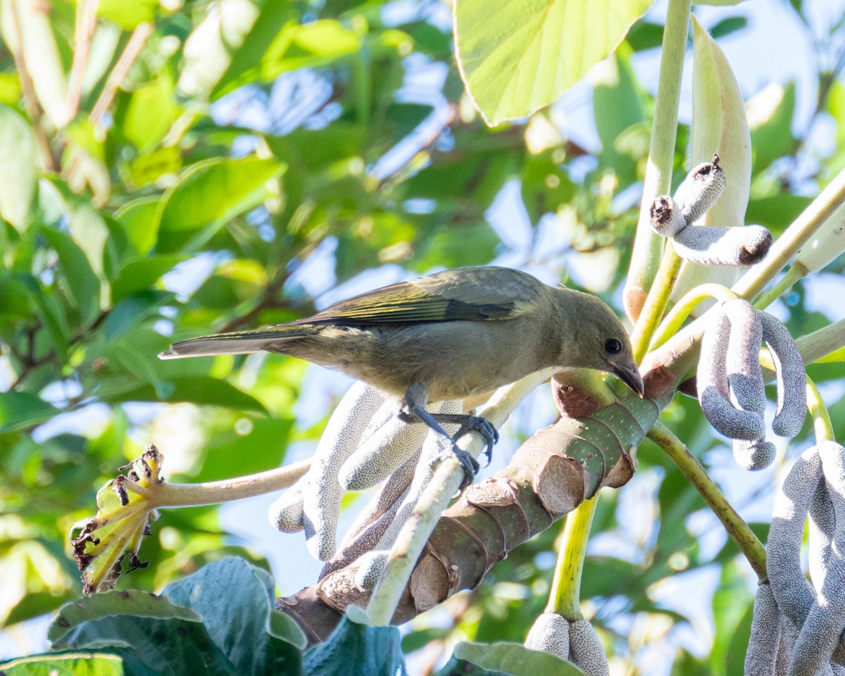 Palm Tanager - ML612086764