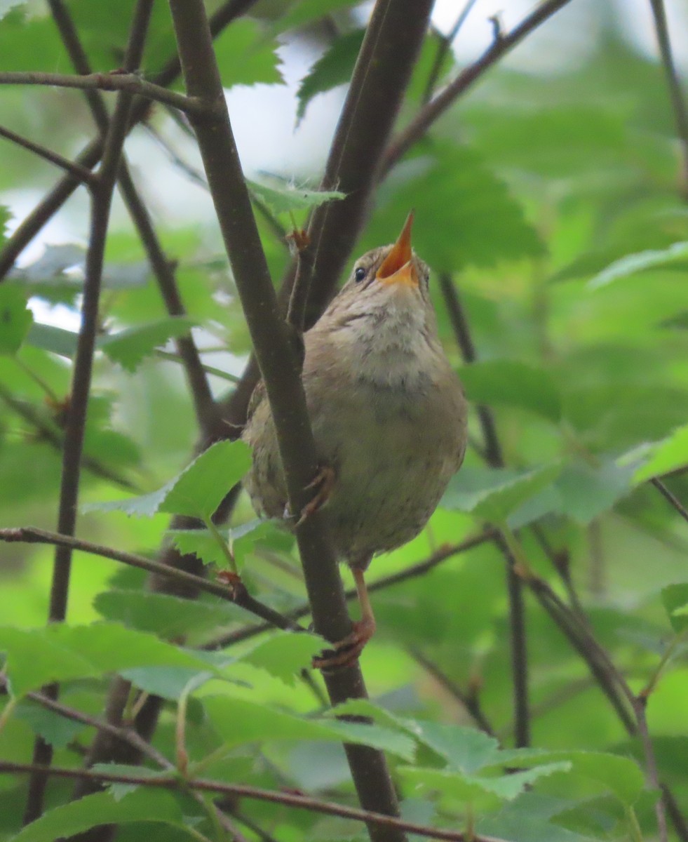 Eurasian Wren - ML612086786