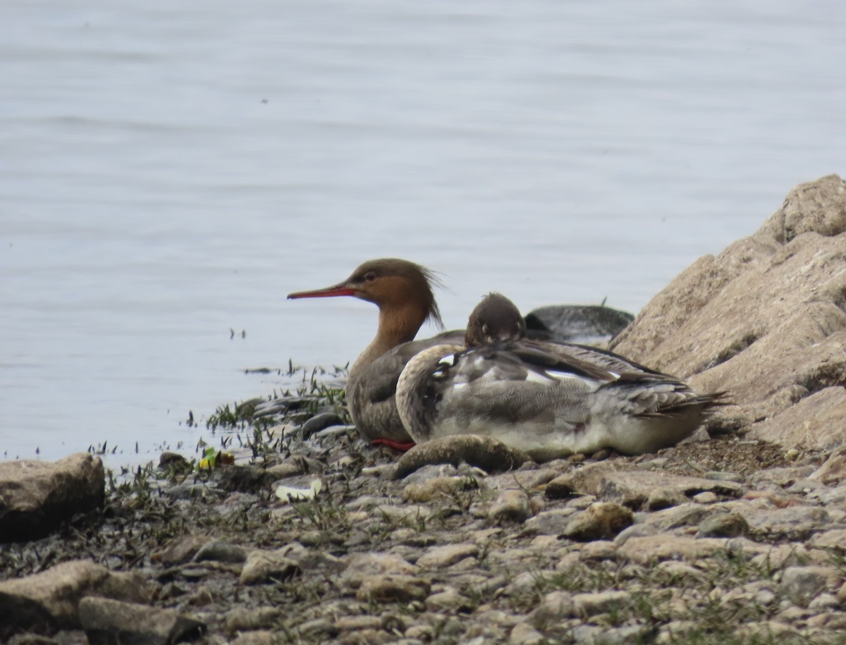 Red-breasted Merganser - ML612086795